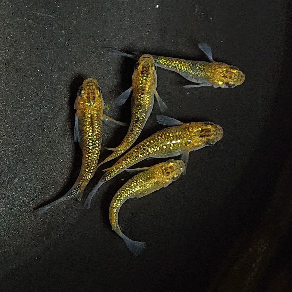 【現物】【上物】鬼ラメ×夜桜ゴールド F10 5匹 オス2メス3 1871