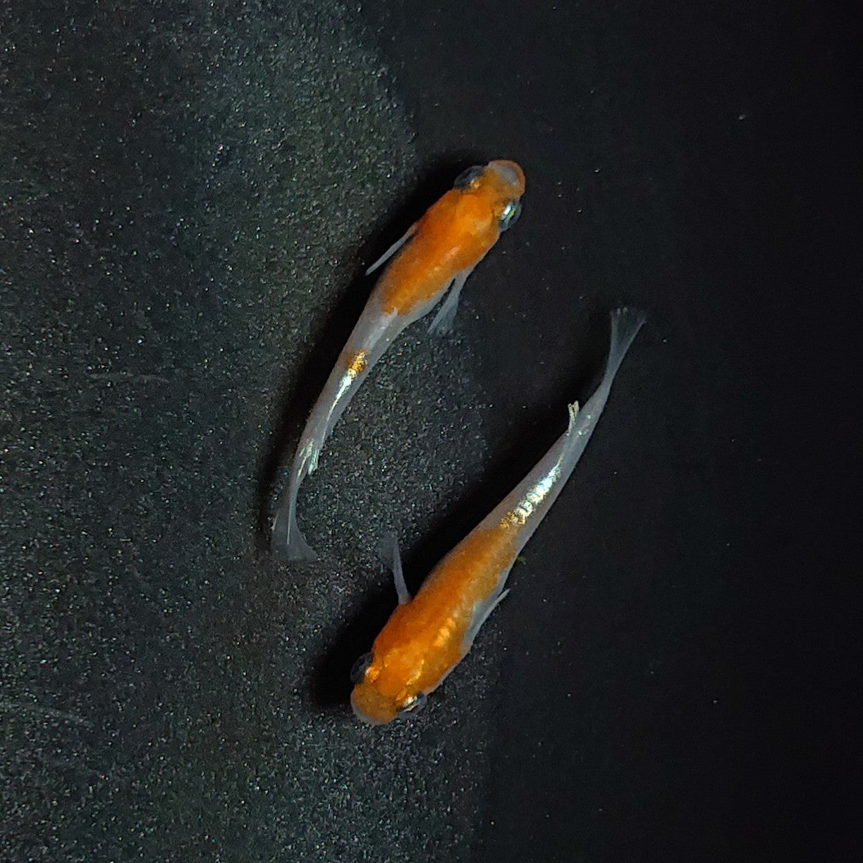 【現物】【上物】アマテラスエボリューション 若魚 ペア 1866