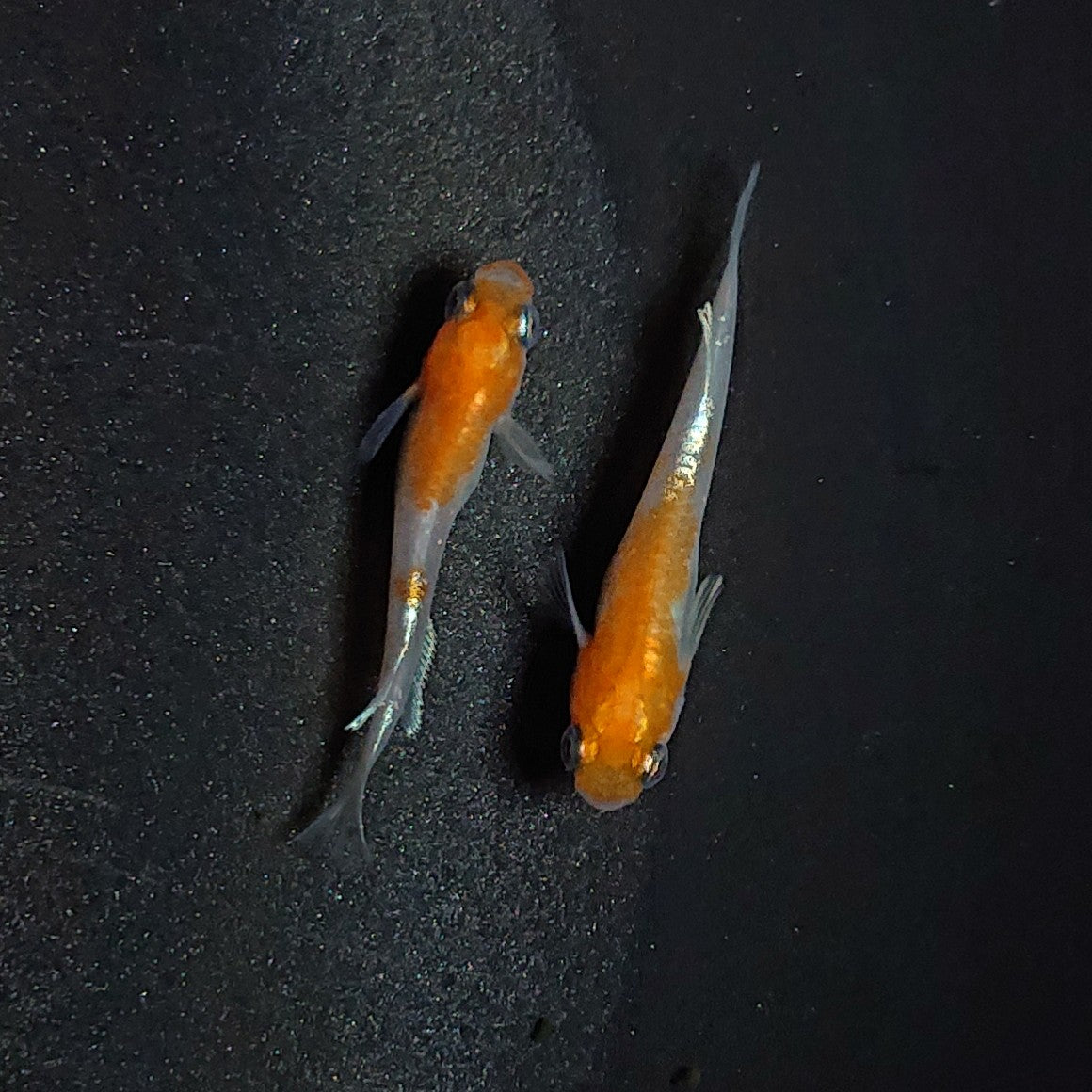 【現物】【上物】アマテラスエボリューション 若魚 ペア 1866