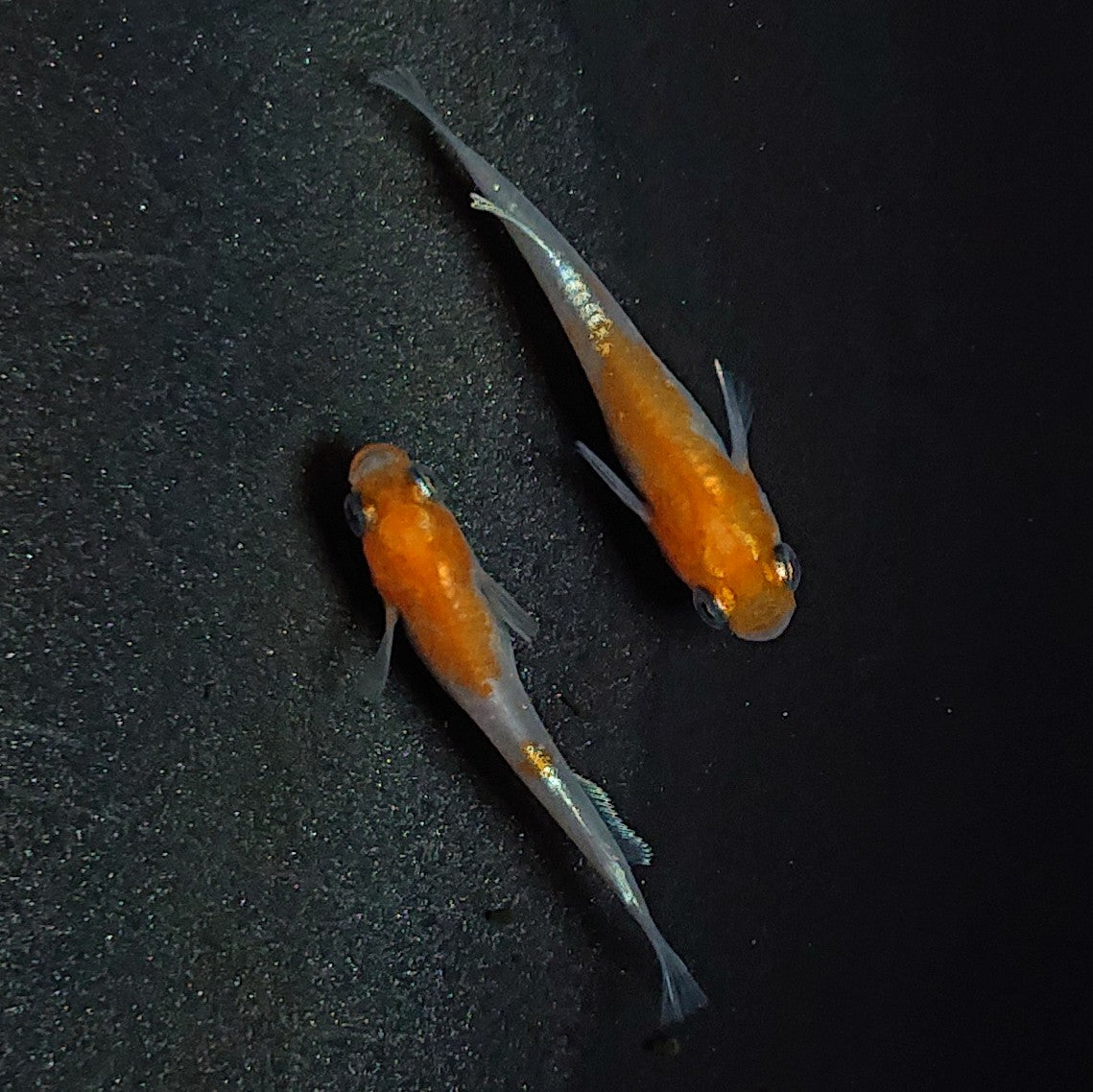 【現物】【上物】アマテラスエボリューション 若魚 ペア 1866