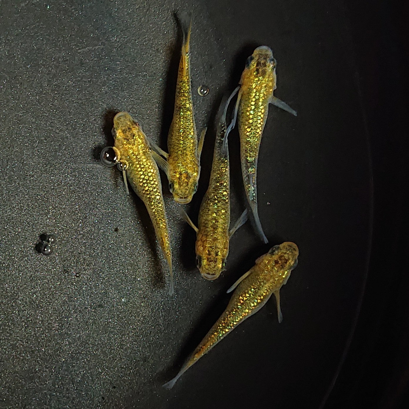 【現物】【上物】鬼ラメ×夜桜ゴールド F10 5匹 オス2メス3 1877