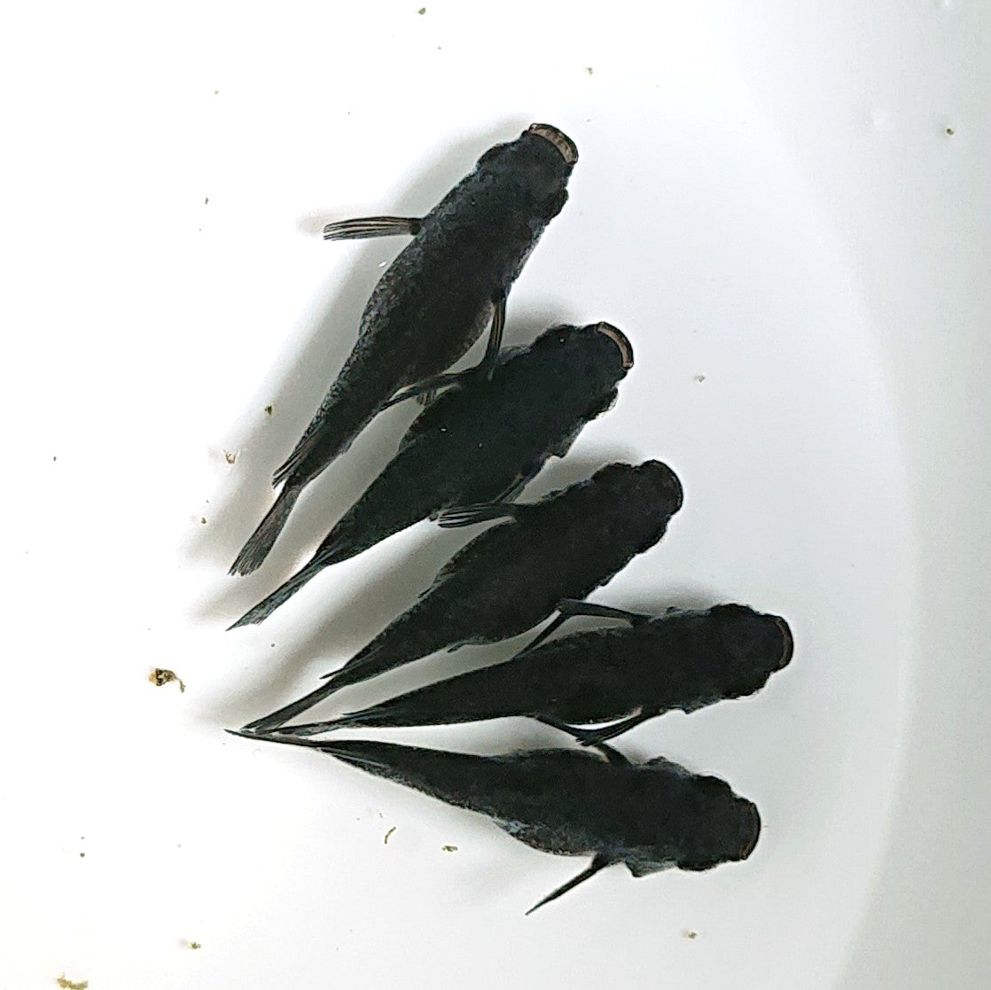 【現物】【上物】オロチだるま 5匹 オス1メス4 1875