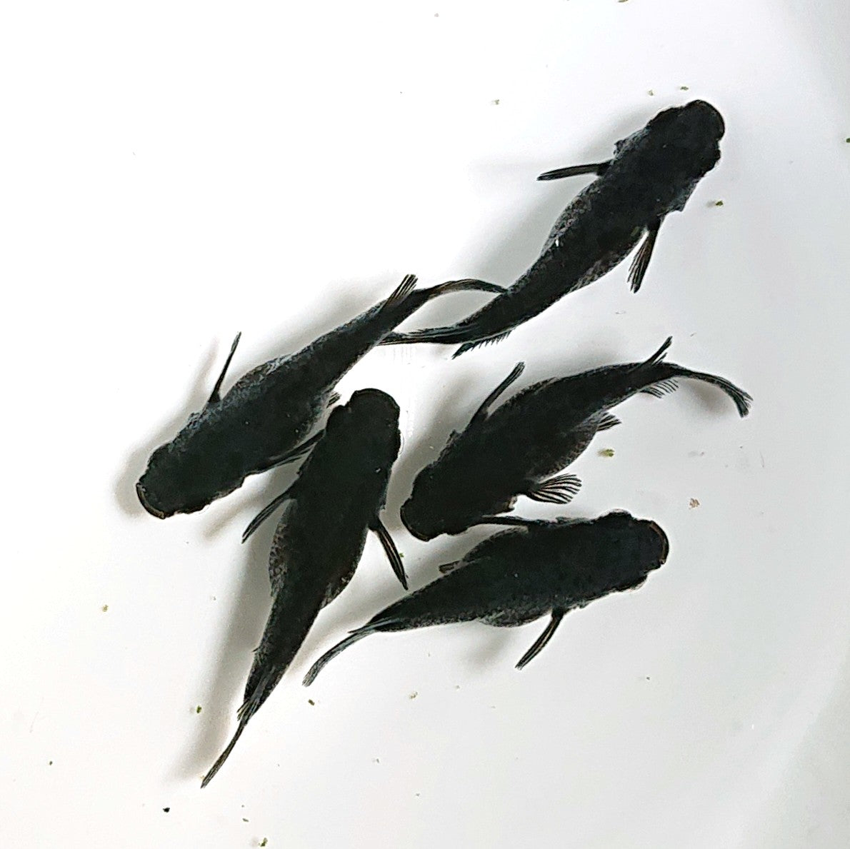 【現物】【上物】オロチだるま 5匹 オス1メス4 1875