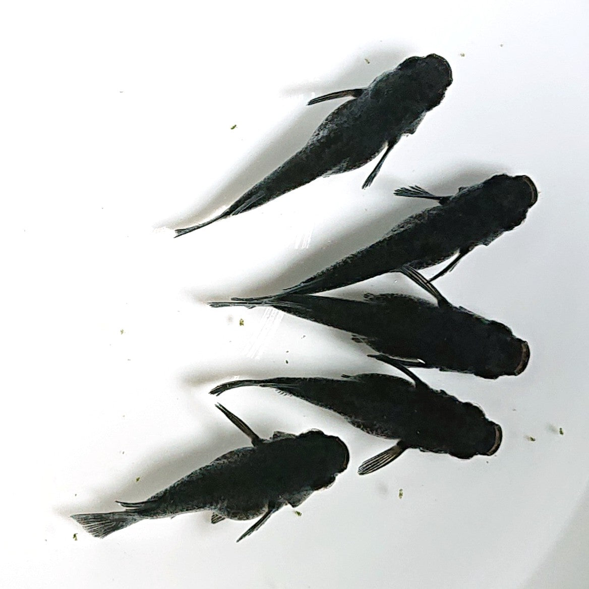 【現物】【上物】オロチだるま 5匹 オス1メス4 1875
