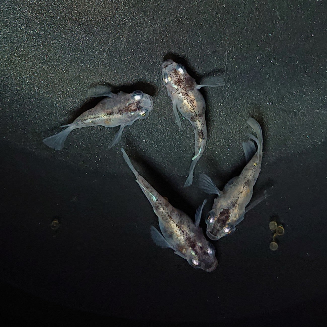 【現物】【上物】白黒だるま 4匹 オス1メス3 1879