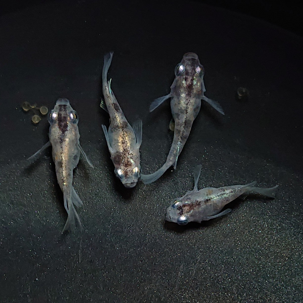 【現物】【上物】白黒だるま 4匹 オス1メス3 1879