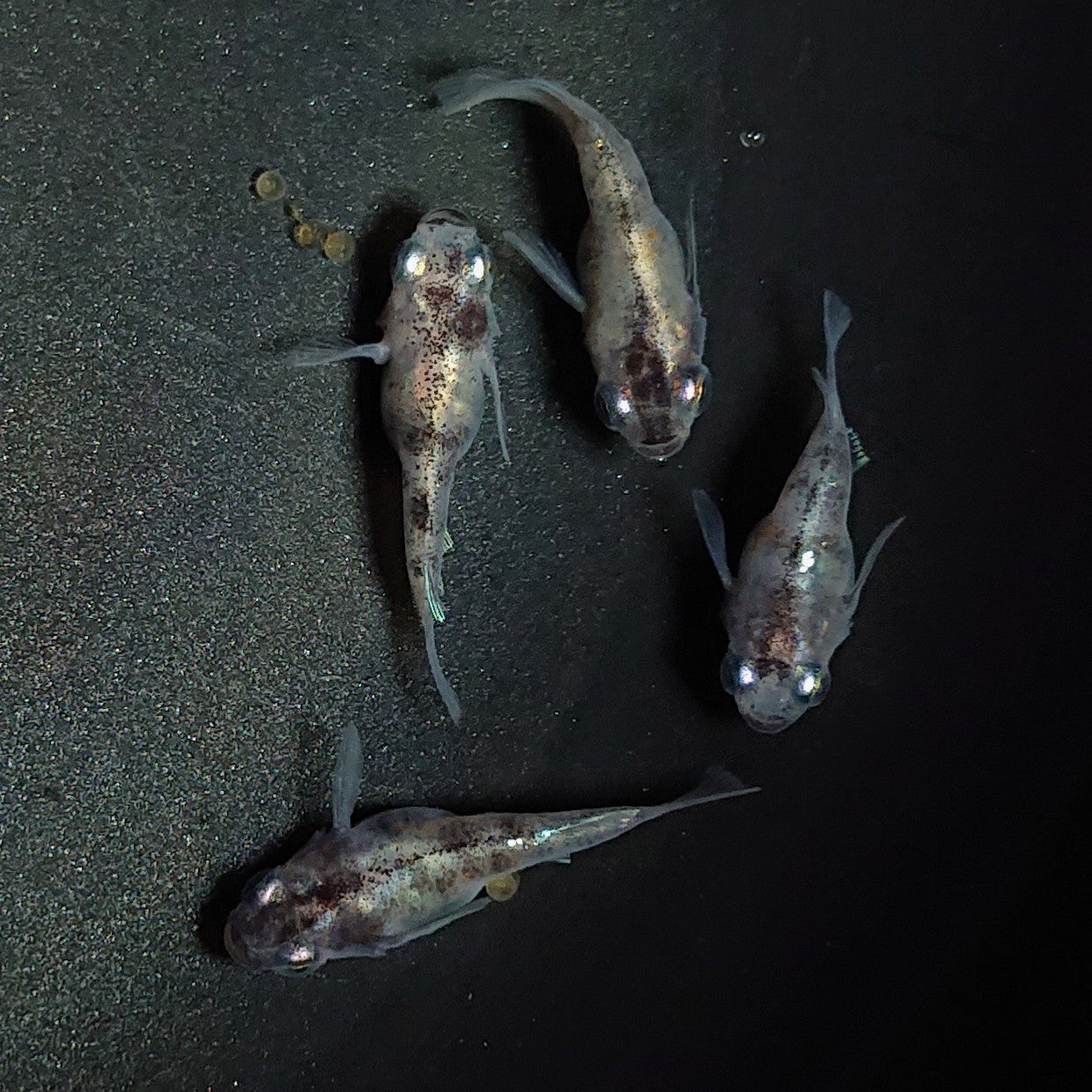 【現物】【上物】白黒だるま 4匹 オス1メス3 1879