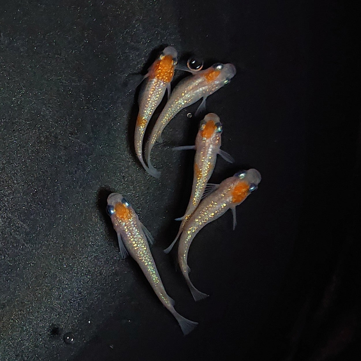 【現物】【上物】王華 丹頂 5匹 オス3メス2 1906