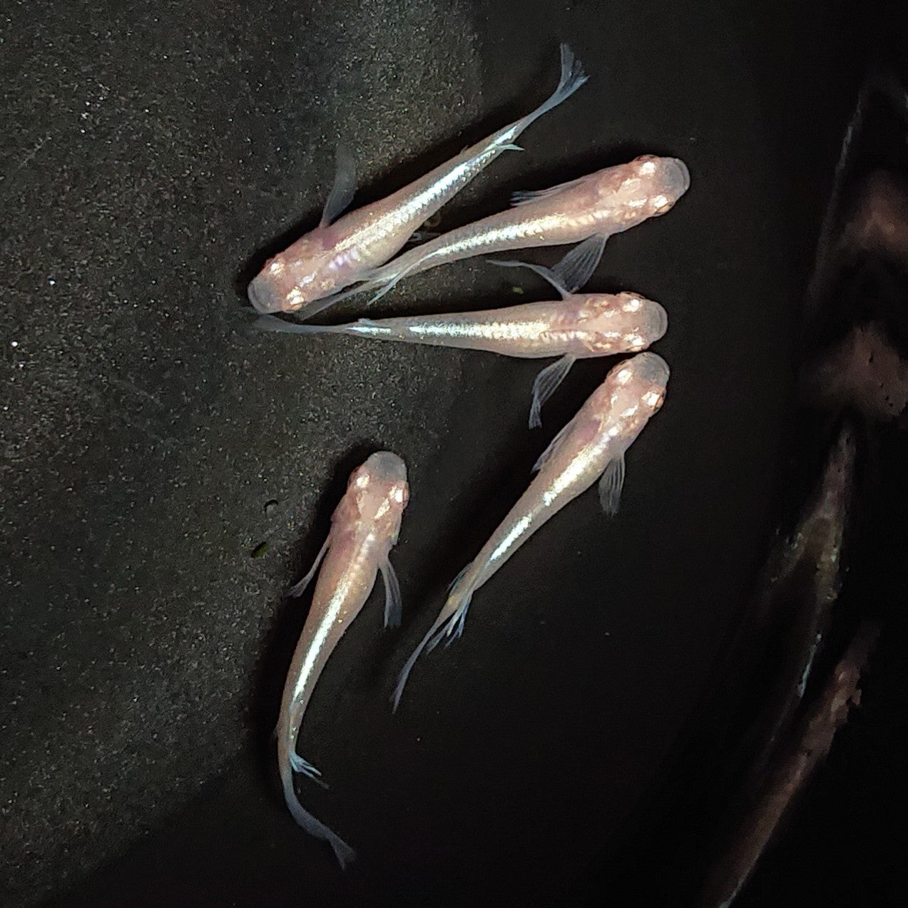 【現物】龍の瞳 5匹 オス3メス2 1909