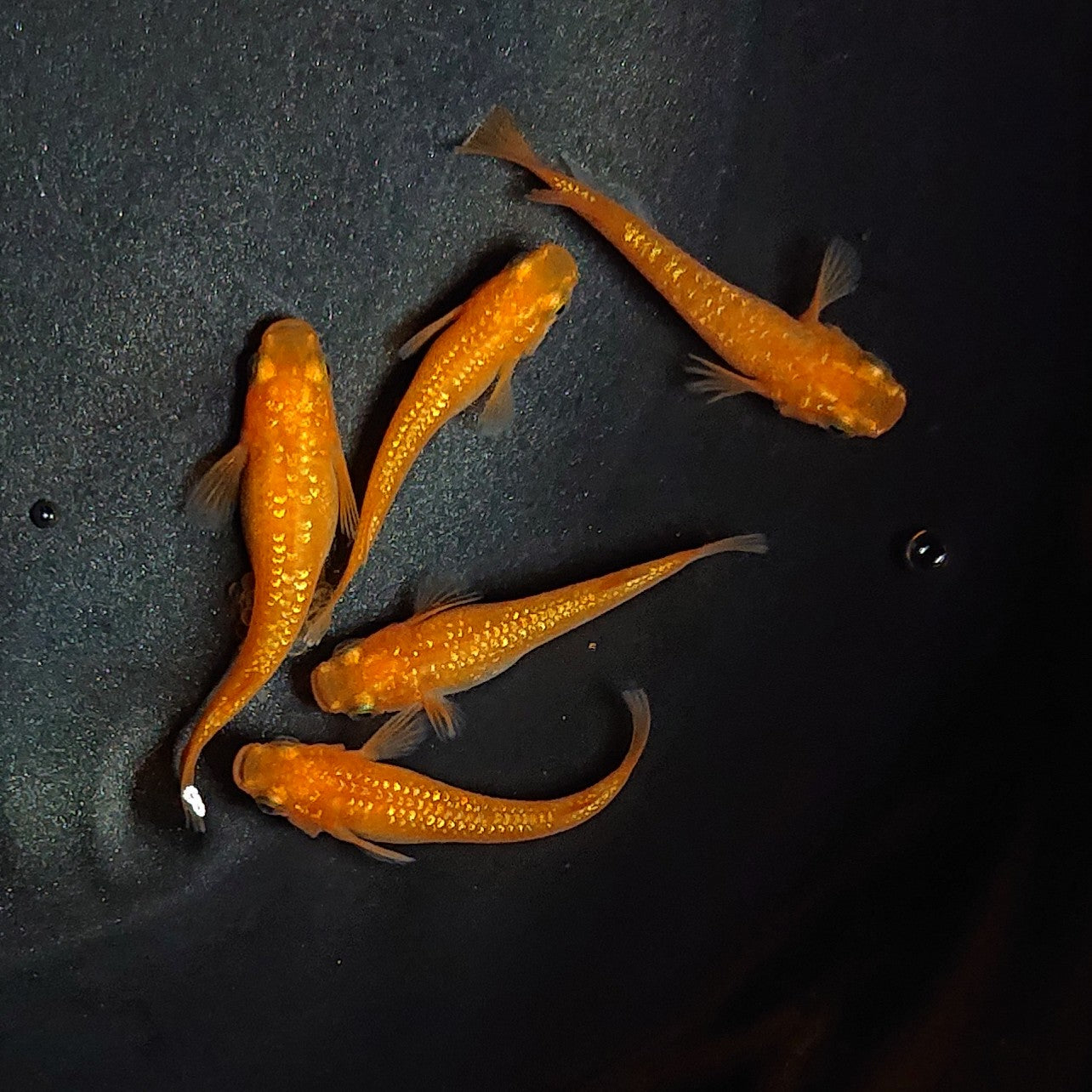 【現物】紅華 5匹 オス2メス3 1920