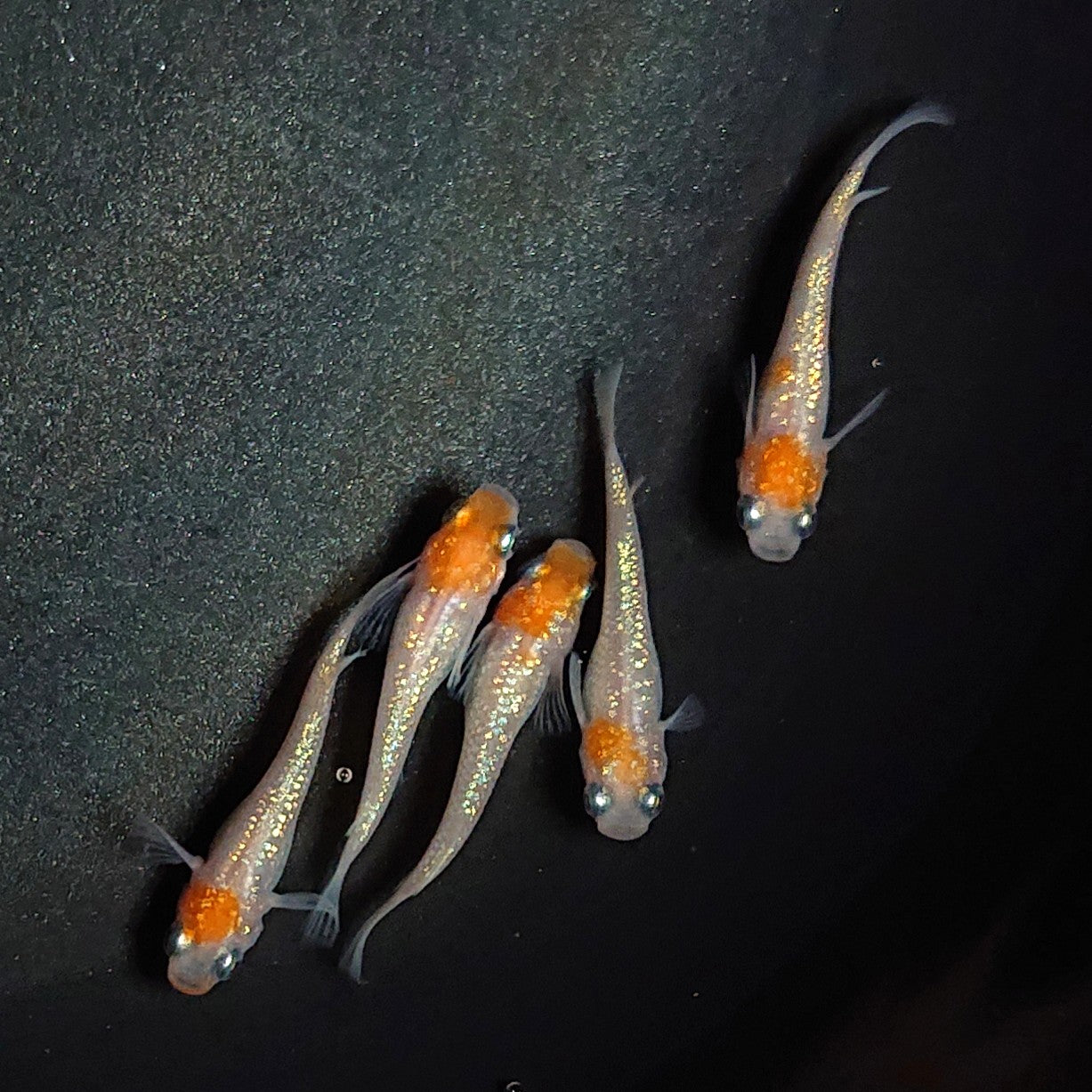 【現物】【上物】王華 丹頂 5匹 オス3メス2 1915
