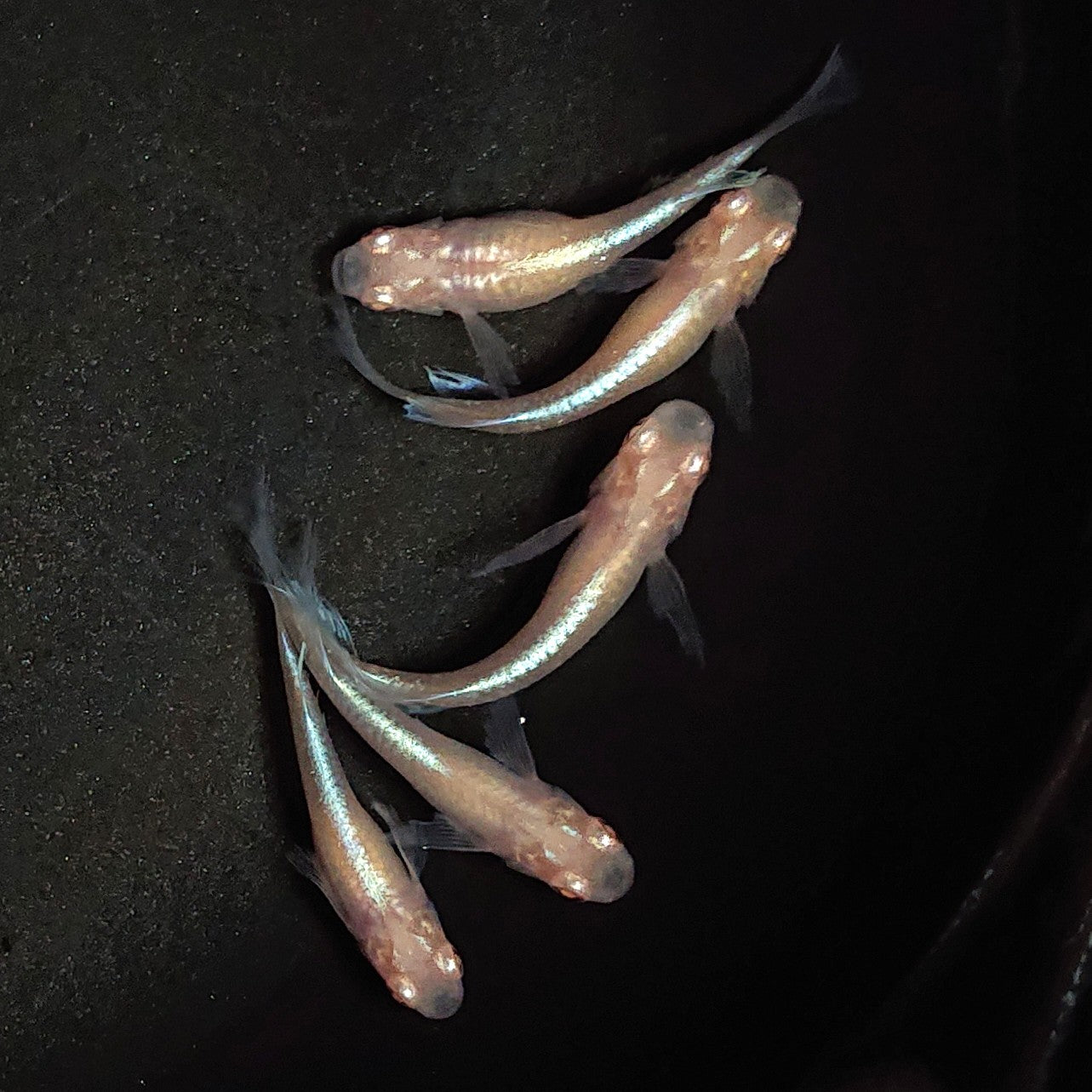 【現物】龍の瞳 5匹 オス3メス2 1929