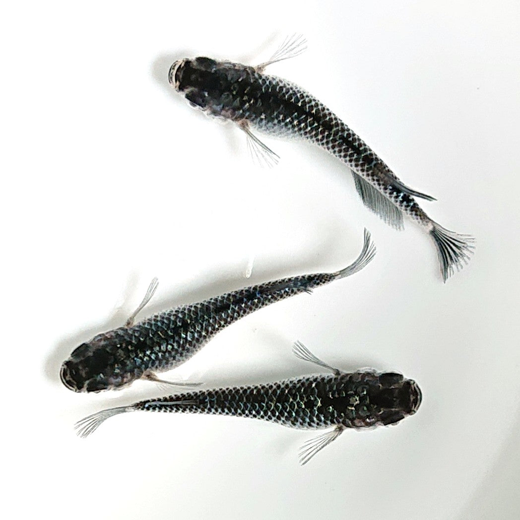 【現物】【親グレード】ブラックダイヤ上見強ラメ 3匹 オス1メス2 天真様純血統F6 フレーミングラメ&青ラメ個体 1922