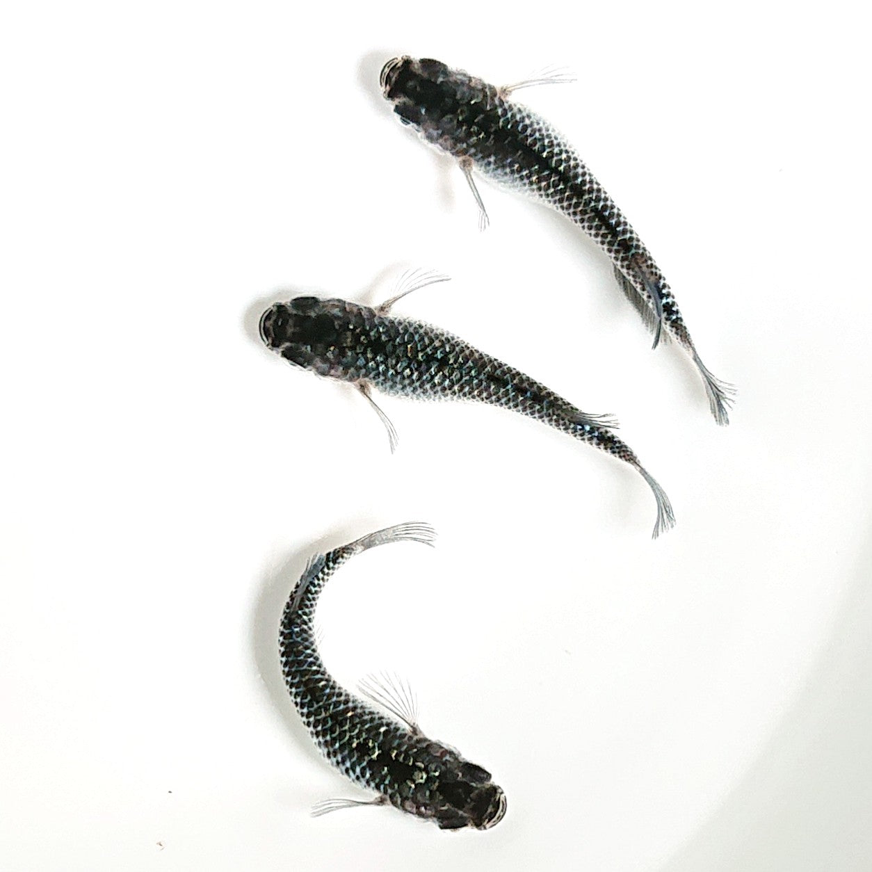 【現物】【親グレード】ブラックダイヤ上見強ラメ 3匹 オス1メス2 天真様純血統F6 フレーミングラメ&青ラメ個体 1922