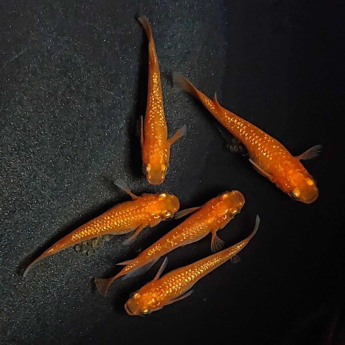 【現物】紅華 5匹 オス2メス3 1939