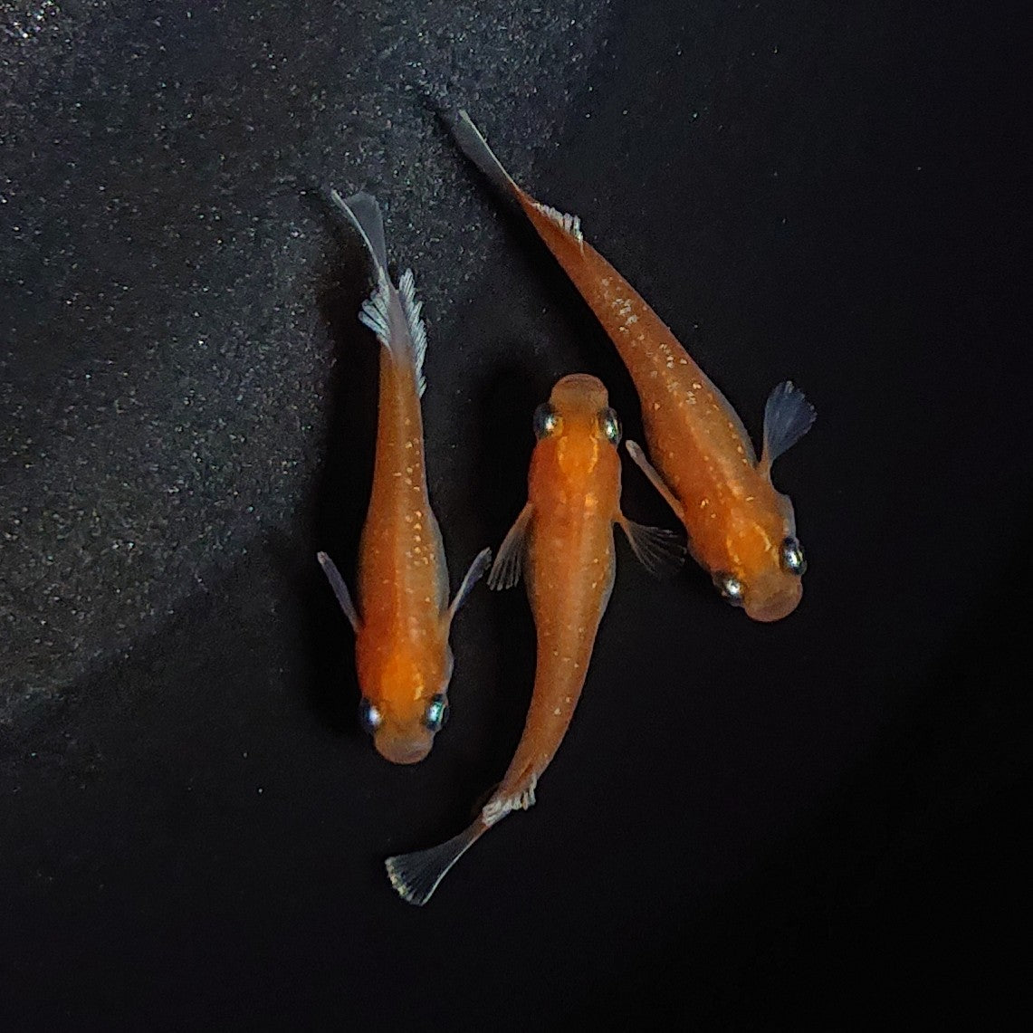 【現物】レッドクリフ 赤勝ち 3匹 オス1メス2 1945