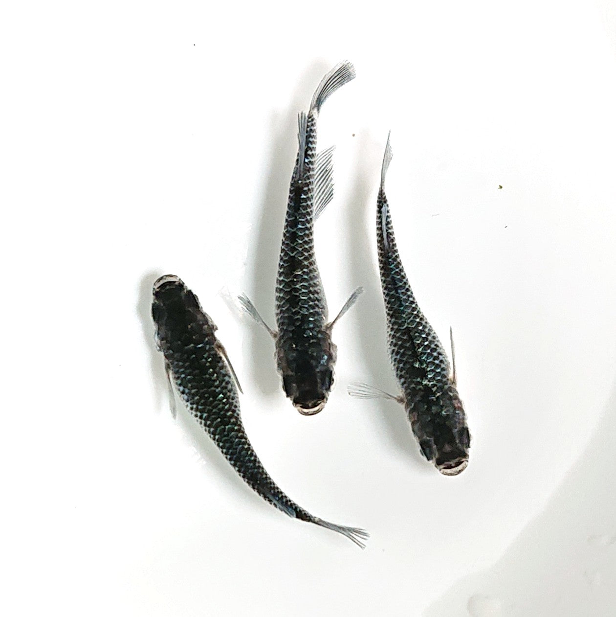 【現物】【親グレード】ブラックダイヤ上見強ラメ 3匹 オス1メス2 天真様純血統F6 フレーミングラメ&青ラメ個体 1952