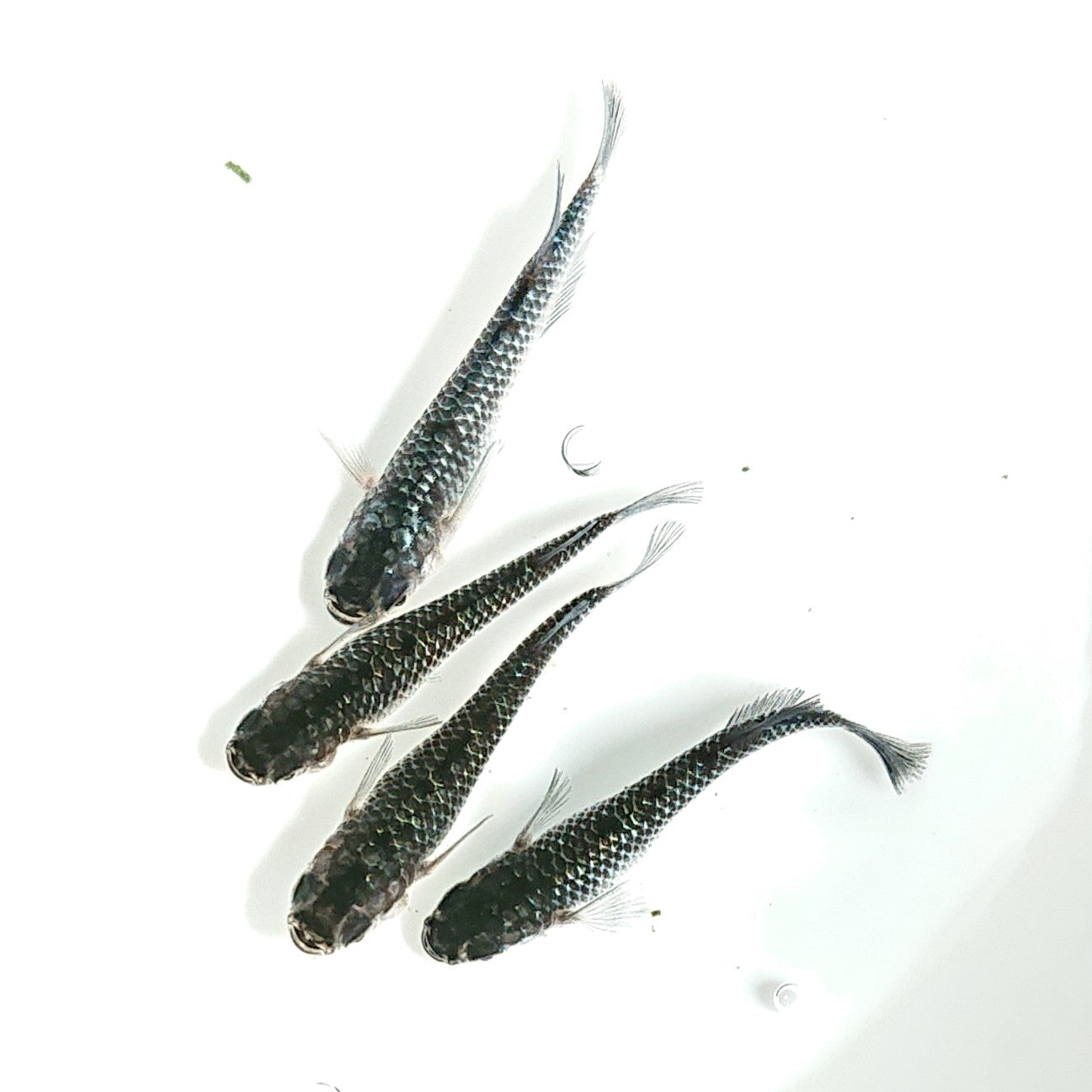 【現物】【上物】ブラックダイヤ上見強ラメ 2ペア 天真様純血統F6 フレーミングラメ&青ラメ個体 1960