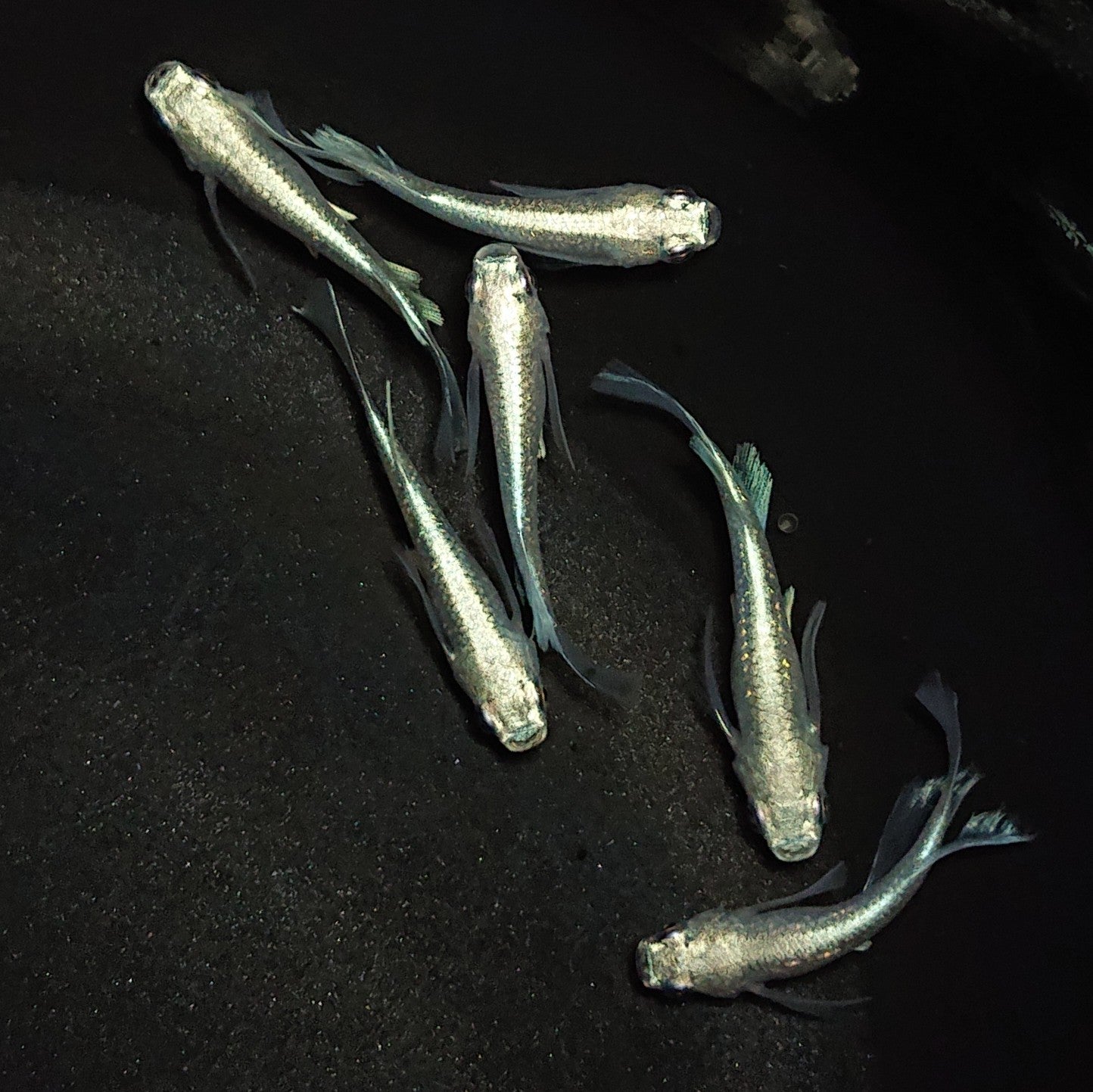 【現物】プラチナ幹之リアルロングフィン 3ペア 1999