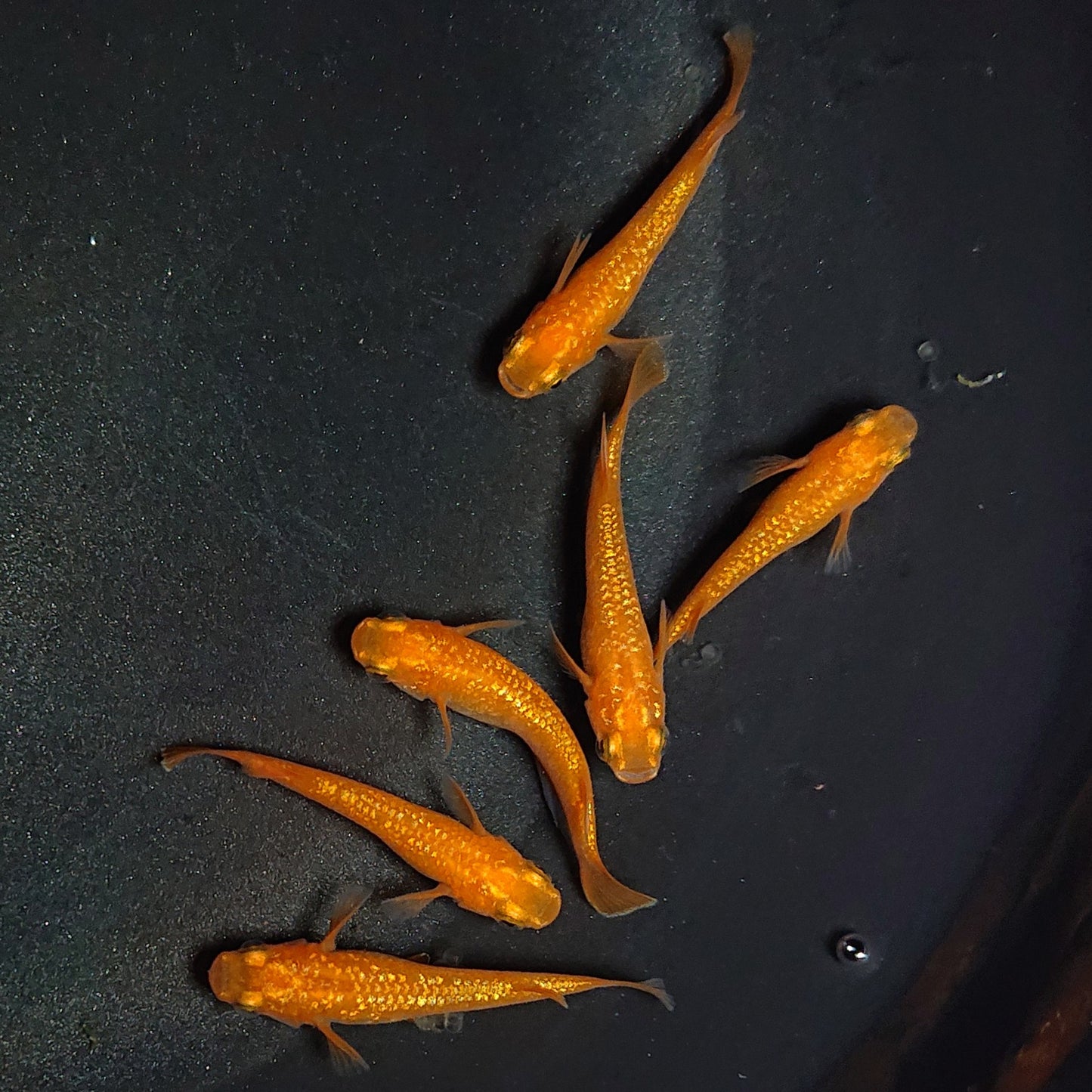 【現物】紅華 6匹 オス4メス2 2024