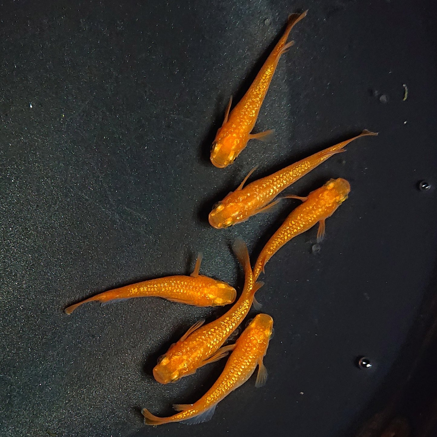 【現物】紅華 6匹 オス4メス2 2024