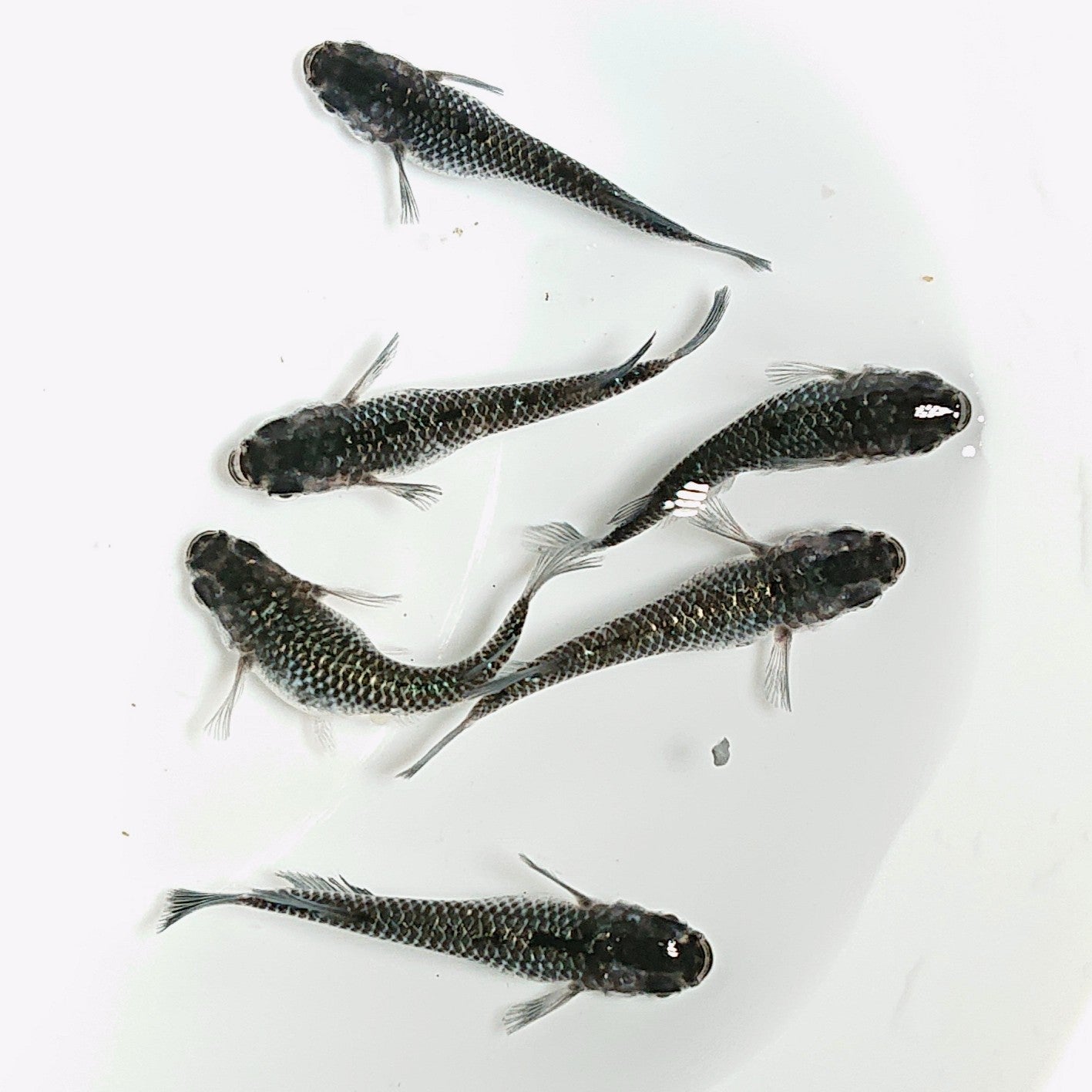 【現物】【親グレード】ブラックダイヤ上見強ラメ 6匹 オス4メス2(メス1匹ショートボディ) 天真様純血統F6 フレーミングラメ&青ラメ 2027