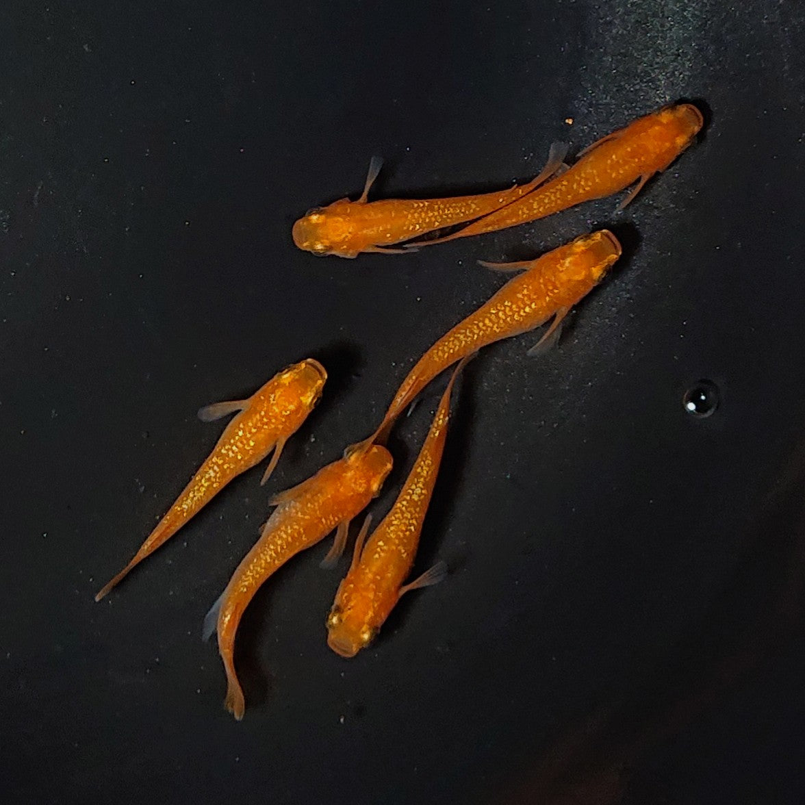 【現物】紅華 3ペア 2038