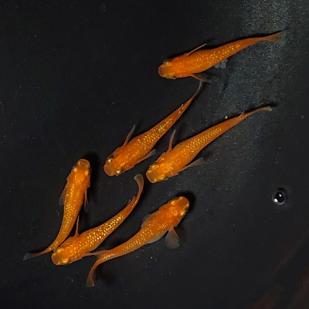 【現物】紅華 3ペア 2038