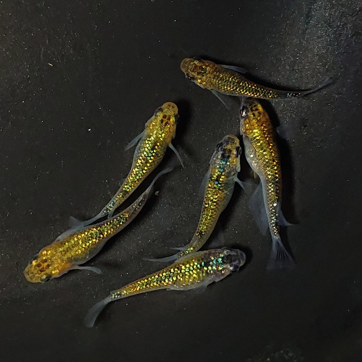 【現物】【上物】鬼ラメ×夜桜ゴールド F10 6匹 オス2メス4 2042