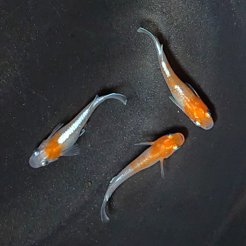 【現物】【上物】豆紅エボリューション ヒレ光・軟条伸長 3匹 オス1メス2 2050