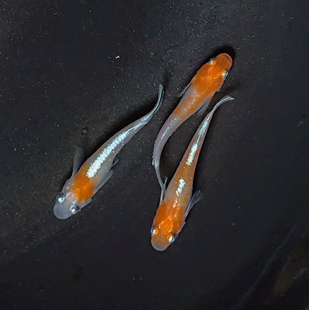 【現物】【上物】豆紅エボリューション ヒレ光・軟条伸長 3匹 オス1メス2 2050