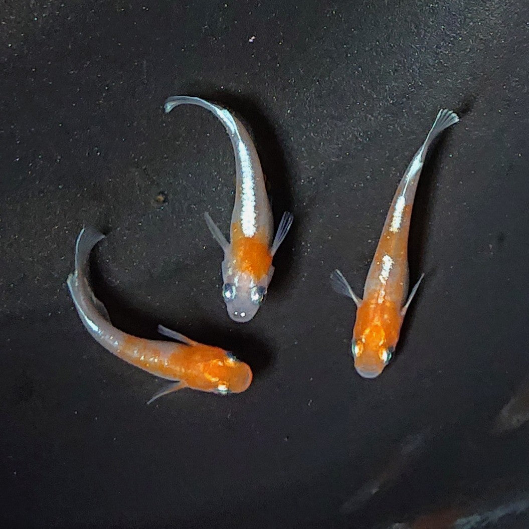 【現物】【上物】豆紅エボリューション ヒレ光・軟条伸長 3匹 オス1メス2 2050