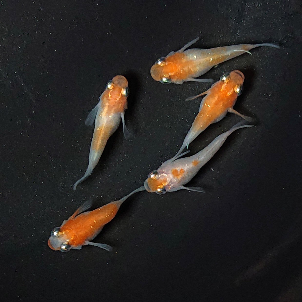 【現物】【上物】紅白本だるま 5匹 オス1メス4 メス1匹ヒカリ体型 2061