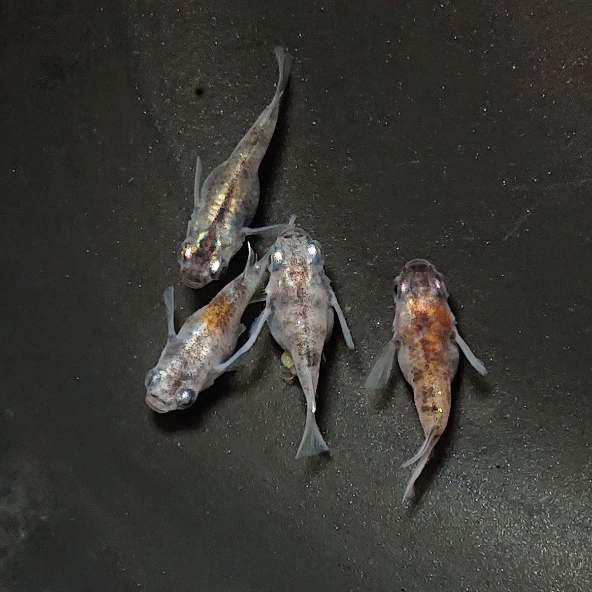 【現物】【上物】白黒本だるま 少緋入り 4匹 オス1メス3 2060