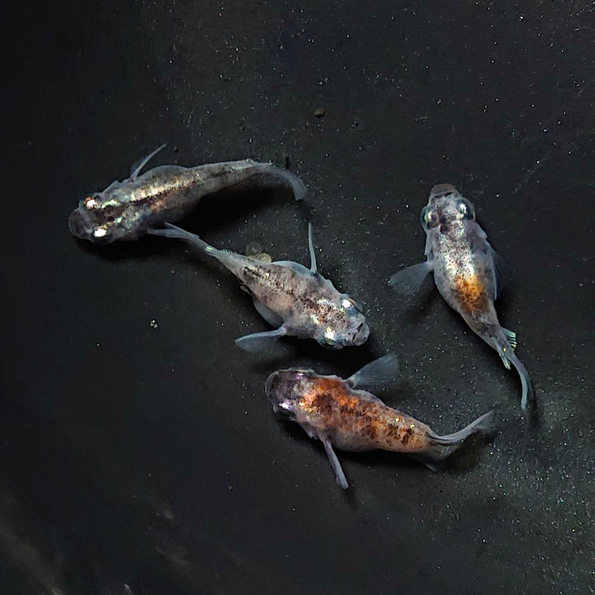 【現物】【上物】白黒本だるま 少緋入り 4匹 オス1メス3 2060