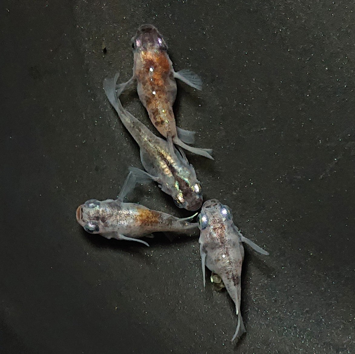 【現物】【上物】白黒本だるま 少緋入り 4匹 オス1メス3 2060