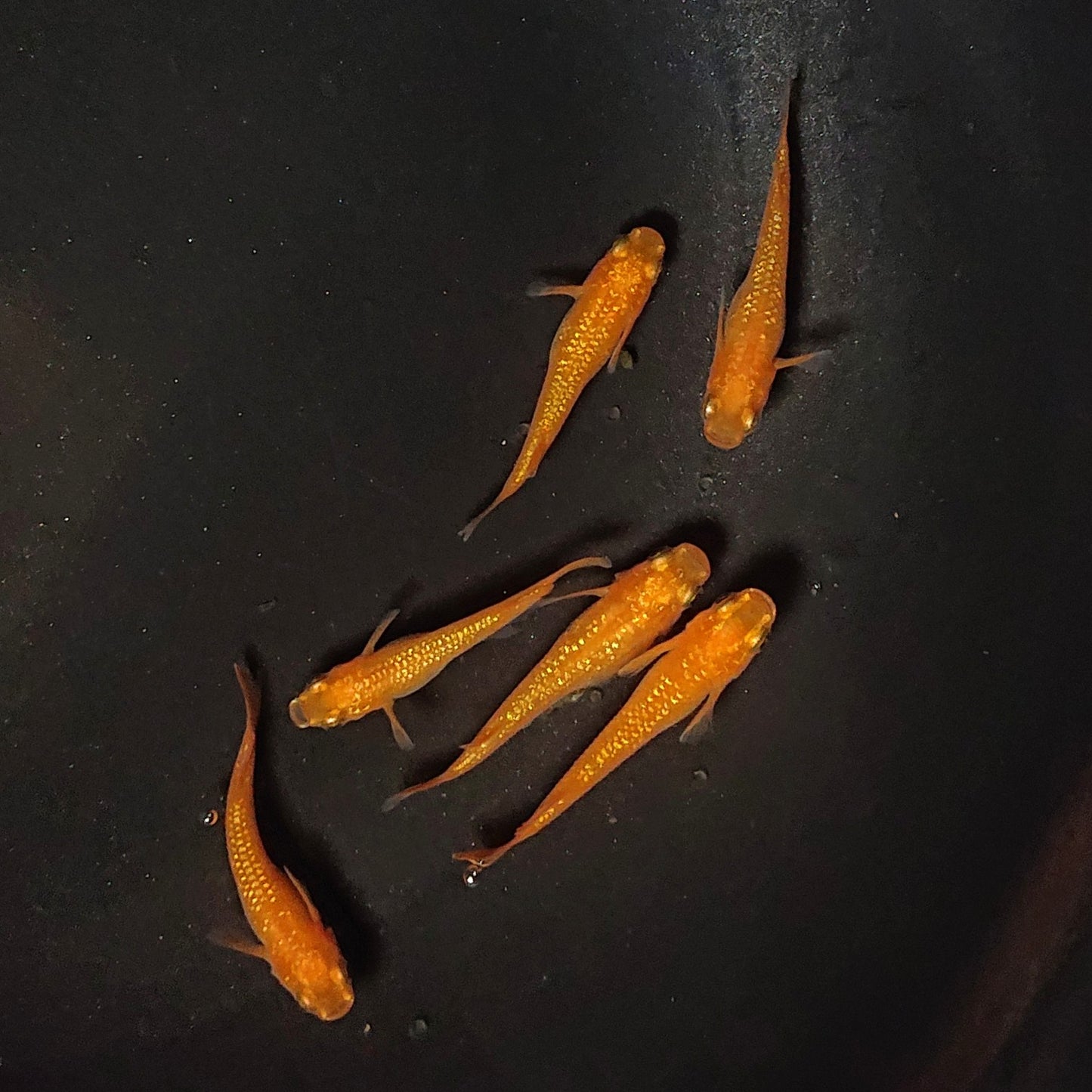 【現物】紅華 3ペア 2072