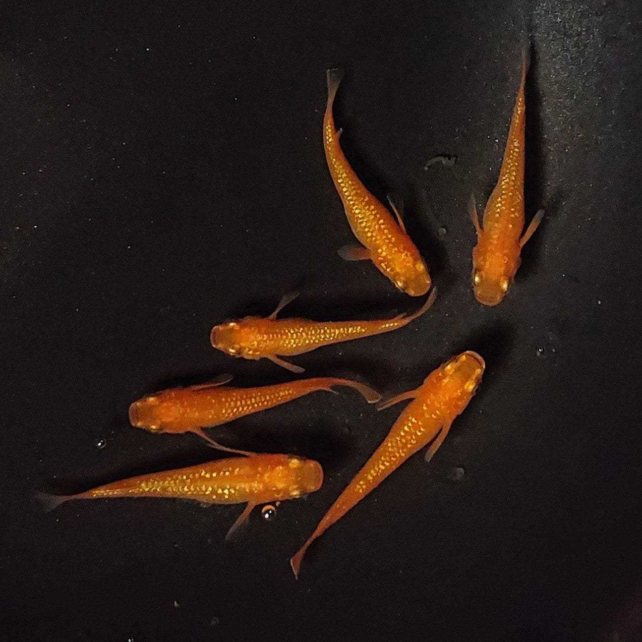 【現物】紅華 3ペア 2072