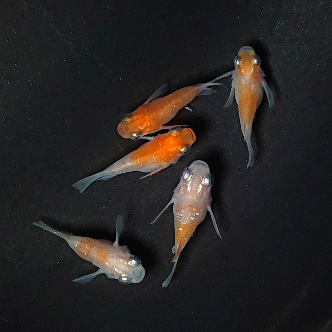 【現物】【親グレード】紅白本だるま 5匹 オス2メス3 2082