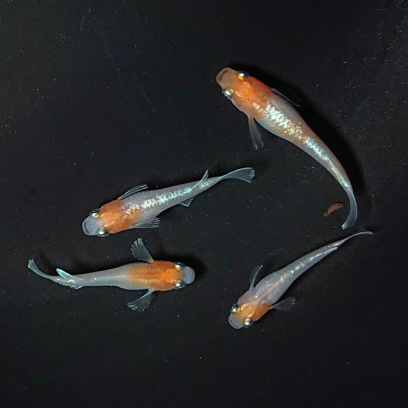 【現物】【上物】アルテミス×ブロンズ三色 F5 紅白系 ヒレ光・軟条伸長・ワイドフィン 2ペア 2095