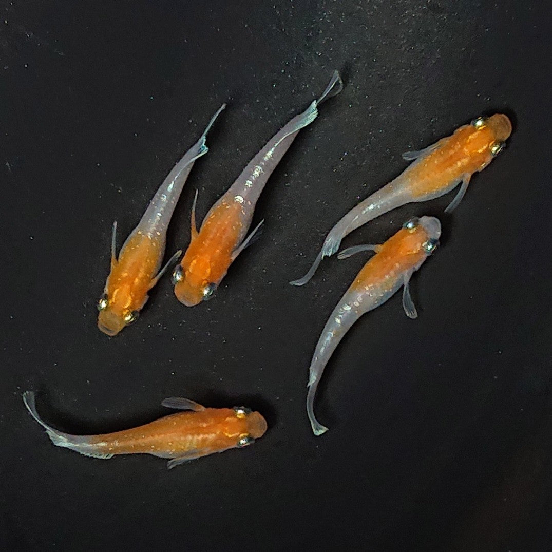 【現物】【上物】レッドクリフ 紅白 5匹 オス3メス2 2093