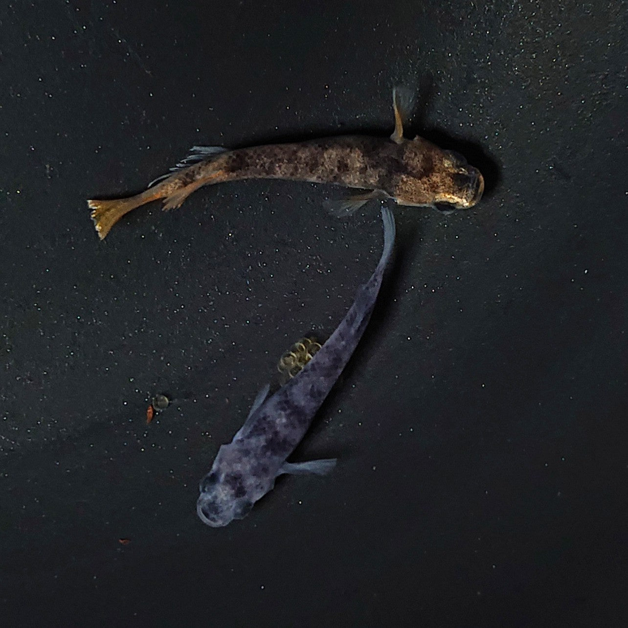 【現物】【NEW】【上物】和墨 赤虎系 ペア オス:ホモ個体・メス:ヘテロ個体 2094