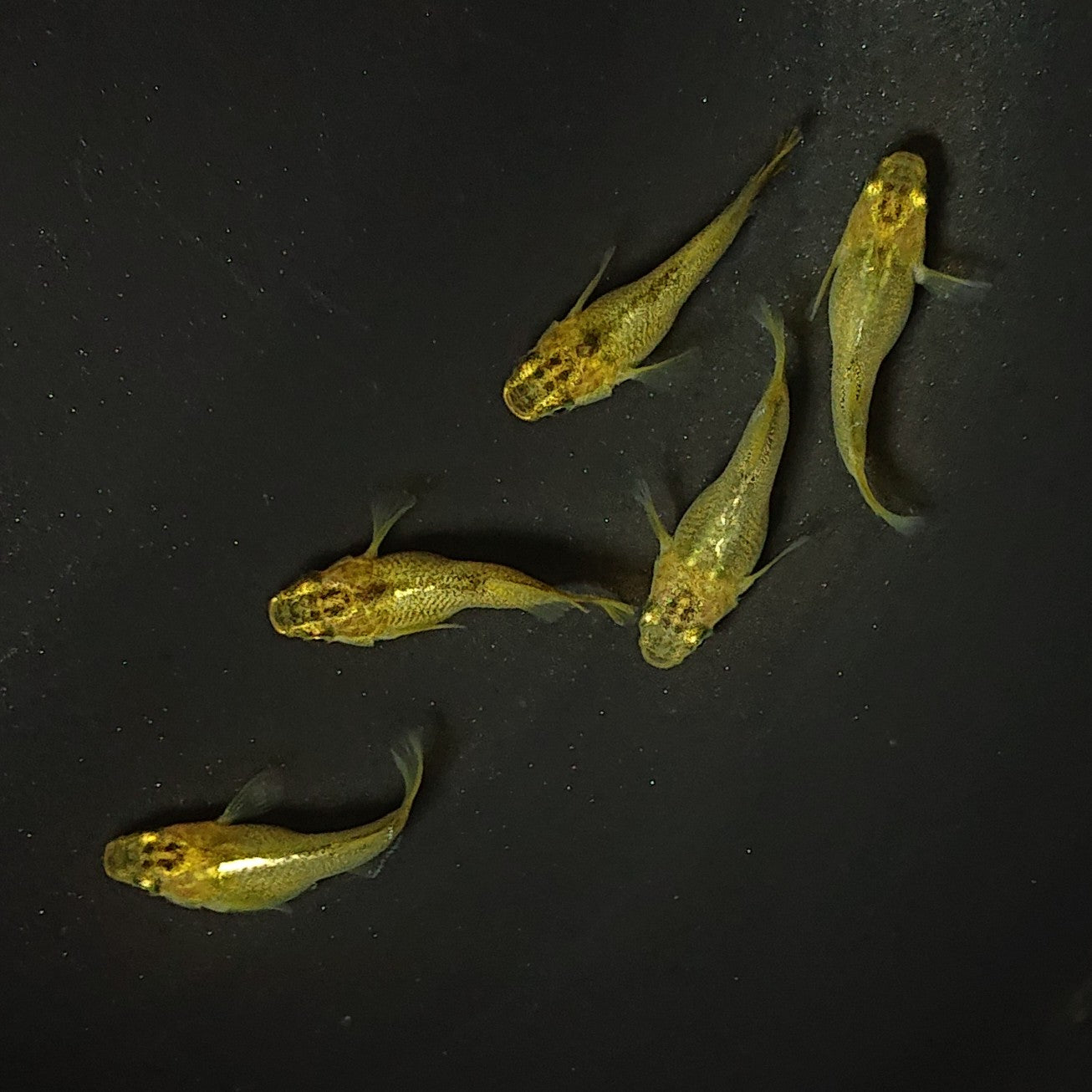 【現物】【上物】黄金べっ甲だるま 5匹 オス2メス3 2099