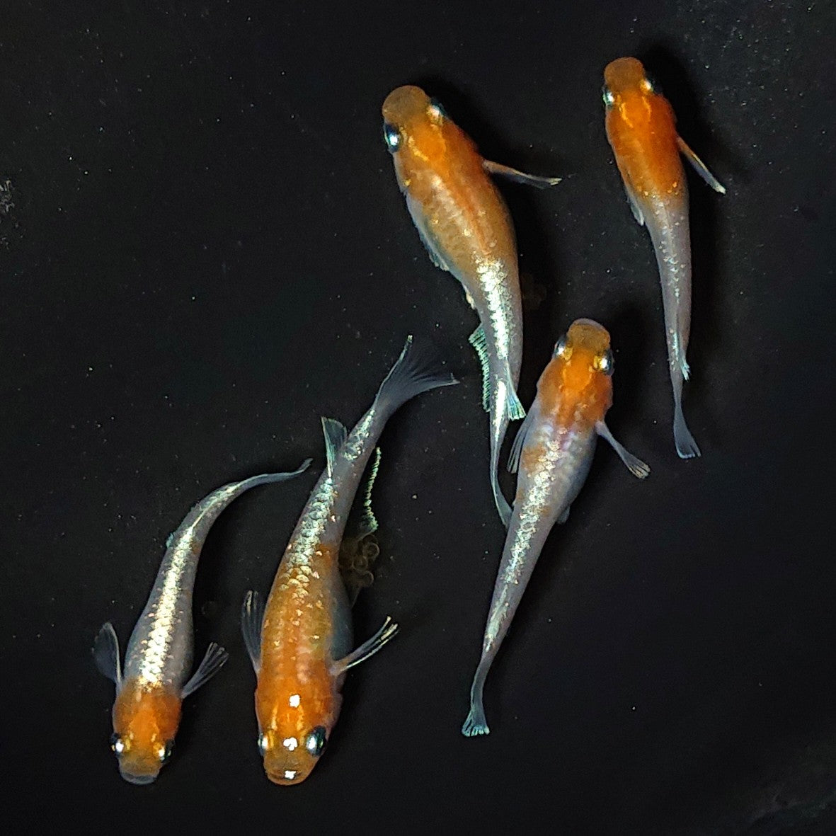 【現物】アマテラス 5匹 オス1メス4 2107