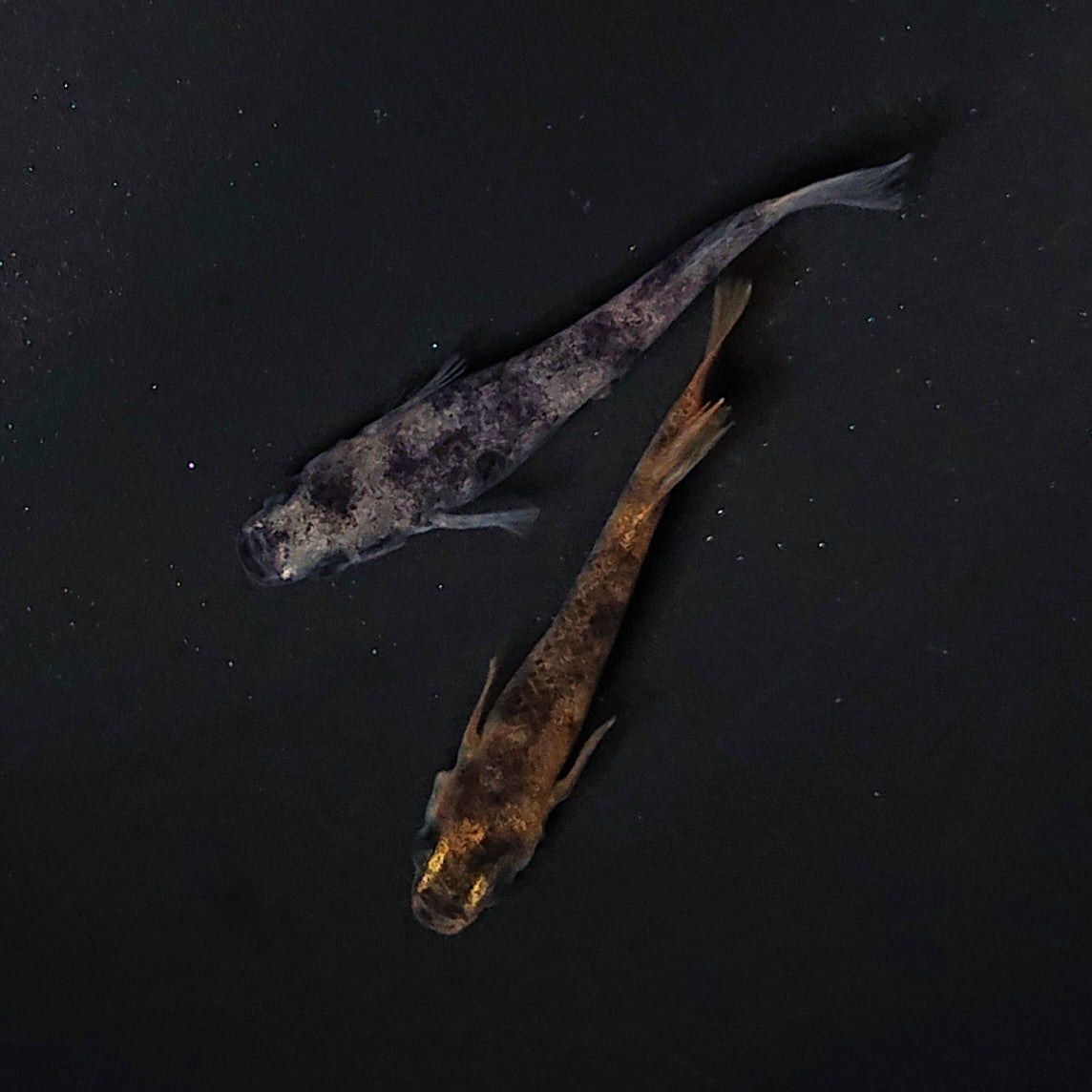 【現物】【上物】和墨 赤虎系 ペア オス:ホモ個体・メス:ヘテロ個体 2115