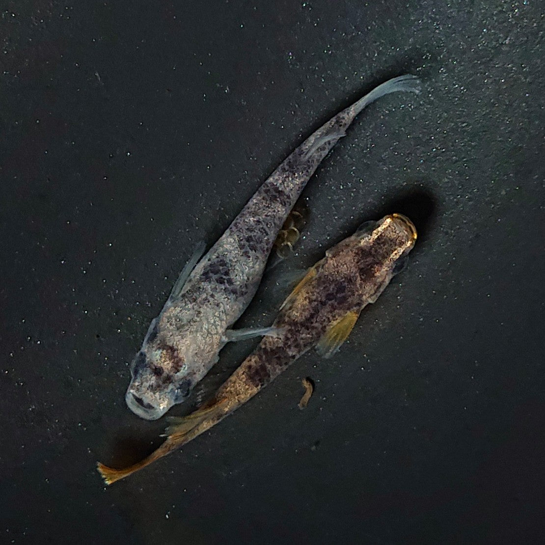 【現物】【上物】和墨 赤虎系 ペア オス:ホモ個体・メス:ヘテロ個体 2126