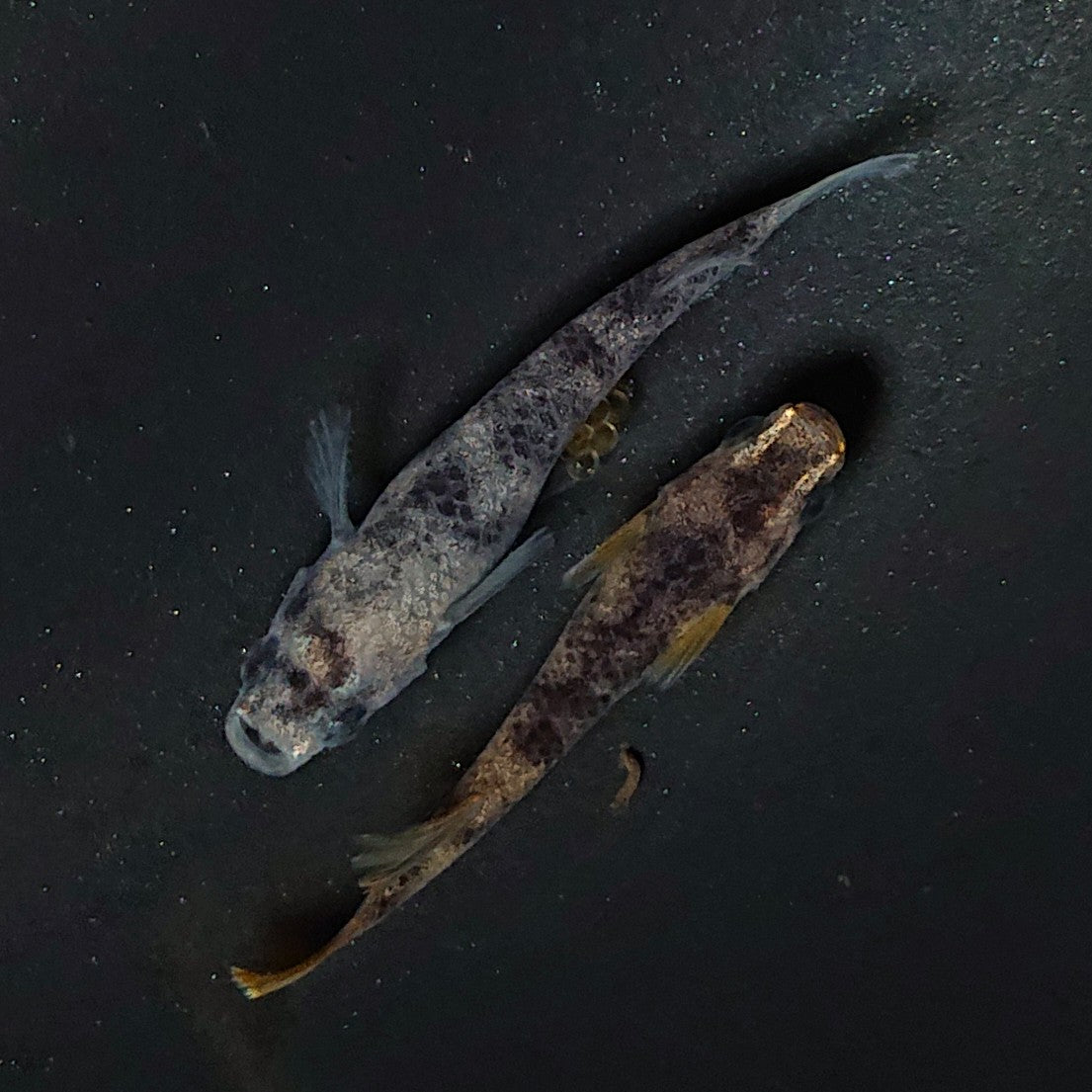【現物】【上物】和墨 赤虎系 ペア オス:ホモ個体・メス:ヘテロ個体 2126