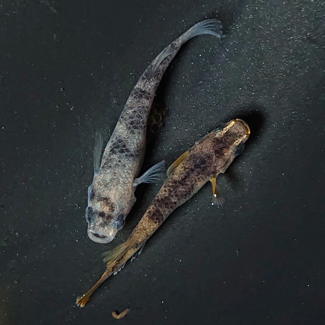 【現物】【上物】和墨 赤虎系 ペア オス:ホモ個体・メス:ヘテロ個体 2126