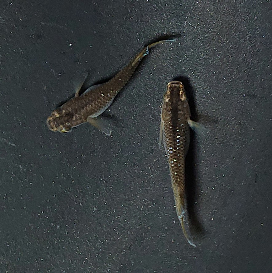 【現物】【NEW】【親グレード】コブラキッシング若魚 ペア MARIMOYA様純血統個体F1 2125