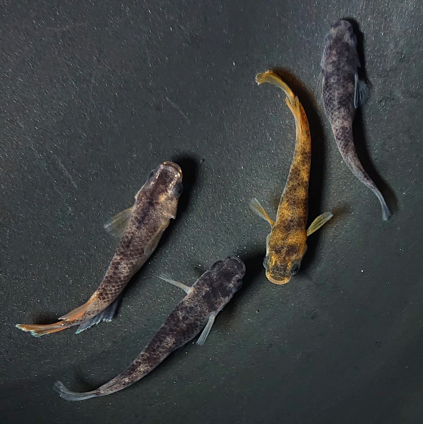 【現物】和墨 赤虎系 2ペア オス:ホモ個体・メス:ヘテロ個体 2158